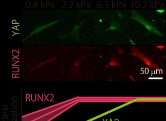 Finer touch for tuning stem cell “fate” with substrates of varying stiffness