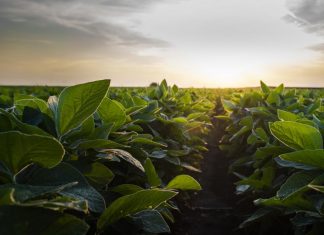 Gene Editing Seeds With CRISPR Is Transforming Agricultural Biotechnology – Forbes