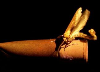 How moths find their flame – genetics of mate attraction discovered