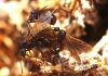 How to become ‘ant-i-social’