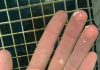 Largest-ever study of artificial insemination in sharks–and the occasional ‘virgin birth’