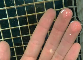 Largest-ever study of artificial insemination in sharks–and the occasional ‘virgin birth’
