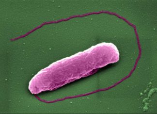 ‘Last resort’ antibiotic pops bacteria like balloons