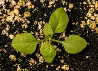 Plant-produced COVID-19 vaccine shows potent immunogenic profile in humans