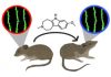 Psychedelic Analog Restores Calm (and Neural Circuits) in Stressed Out Mice