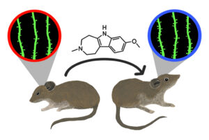 Psychedelic Analog Restores Calm (and Neural Circuits) in Stressed Out Mice