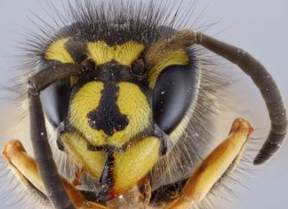 Recruiting participants to the first European Red list of insect taxonomists