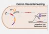 Retrons Display Genome Editing Strengths Even CRISPR Might Envy