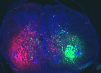 Are we genetically ‘grounded’?