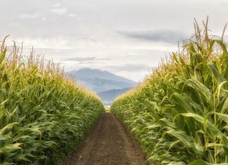 Biotechnology Is Replacing Petrochemicals With Identical, Sustainable Materials – Forbes