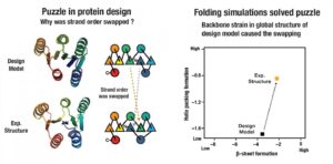 Designing Large “Ideal” Proteins from Scratch