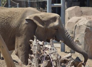 Elephants solve problems with personality
