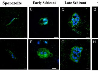 Fresh Hope for Malaria Vaccine from Newly Discovered Parasitic Antigens