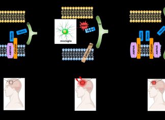 Novel interactions between proteins that help in recovering from brain injury