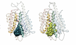Omega-3 Transporter Could Ferry Drugs across the Blood-Brain Barrier