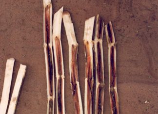 Study effects paradigm shift in the understanding of how red rot attacks sugarcane