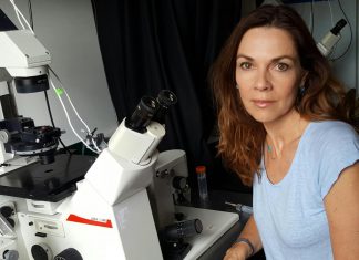 Study identifies trigger for ‘head-to-tail’ axis development in human embryo