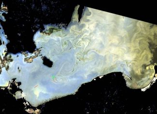 UN: More harmful algal bloom impacts emerge amid rising seafood demand, coastal development