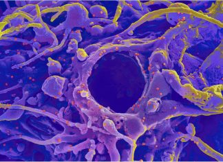 Alpha variant mutations help SARS-CoV-2 overcome evolutionary weaknesses
