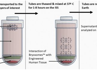 Biotechnology Brings Microgravity Down to Earth – Genetic Engineering & Biotechnology News