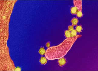 Early B cell signatures predict antibody responses to mRNA-based COVID-19 vaccine