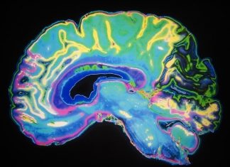 Early life exposure to antibiotics could alter brain development
