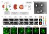 Exosome formulation developed to deliver antibodies for choroidal neovascularization therapy