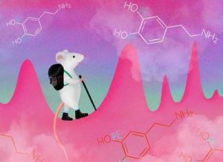 ‘Feel good’ brain messenger can be willfully controlled, new study reveals