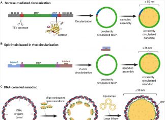 Large nanodiscs simulate viral entry into host cells