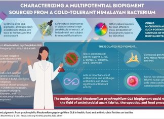 Novel cold-tolerant bacterium produces a red bio-pigment with germ-killing properties
