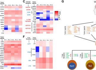Oncotarget: Genome wide DNA methylation landscape reveals glioblastoma’s influence