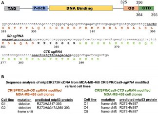 Oncotarget: Replication-stress sensitivity in breast cancer cells