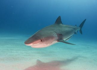 Sharks, lies, and videotape: Scientists document problems with Shark Week