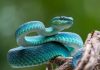 ‘Super glue’ from snake venom can stop life-threatening bleeding in seconds