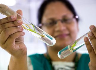 UN Food Systems Summit: Biotechnology key to meeting zero hunger goals – Alliance for Science