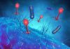 Bacteriophages named after Norfolk village of Colney could help combat C. difficile infections