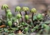 Could a plant metabolite in liverworts be a potent antiviral against SARS-CoV-2 and other RNA viruses?