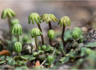 Could a plant metabolite in liverworts be a potent antiviral against SARS-CoV-2 and other RNA viruses?