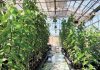 CRISPR sows seeds of change in agricultural biotechnology – hortidaily.com