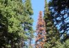 Extreme heat, dry summers main cause of tree death in Colorado’s subalpine forests