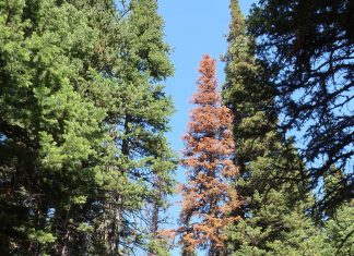 Extreme heat, dry summers main cause of tree death in Colorado’s subalpine forests