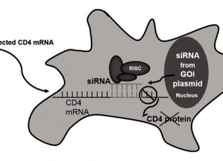Mapping the Future of Cell Culture and Cell Line Development