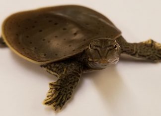 New study sheds light on function of sex chromosomes in turtles