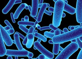 Researchers bind anti-bacterial molecules with graphene to destroy bacteria on implants