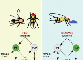 Sex- And Food-Deprived Fruit Flies Feast before Flirting