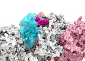 Spike Protein’s RBD Leaps Out of the Gate