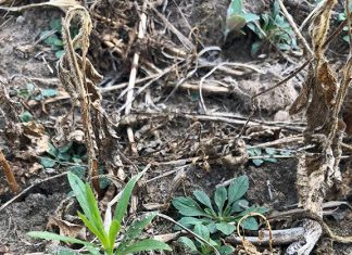 Study shows environmental link to herbicide-resistant horseweed