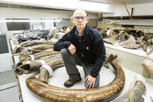 Woolly Mammoth’s Life Retraced Thanks to 17,000-Year-Old Tusk
