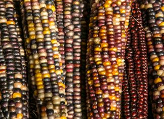 Biotechnology Can Fight Climate Change—But Trade Negotiators Need to Act | Opinion – Newsweek