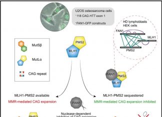 Discovery of Triplet Stabilizing Factor Fans Hope for Huntington’s and Other Repeat Expansion Disorders